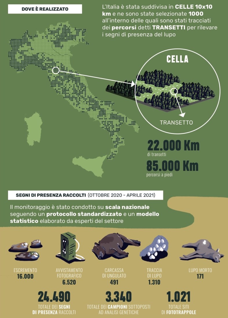 Lo Scarpone Linfografica Che Spiega Il Monitoraggio Nazionale Del Lupo