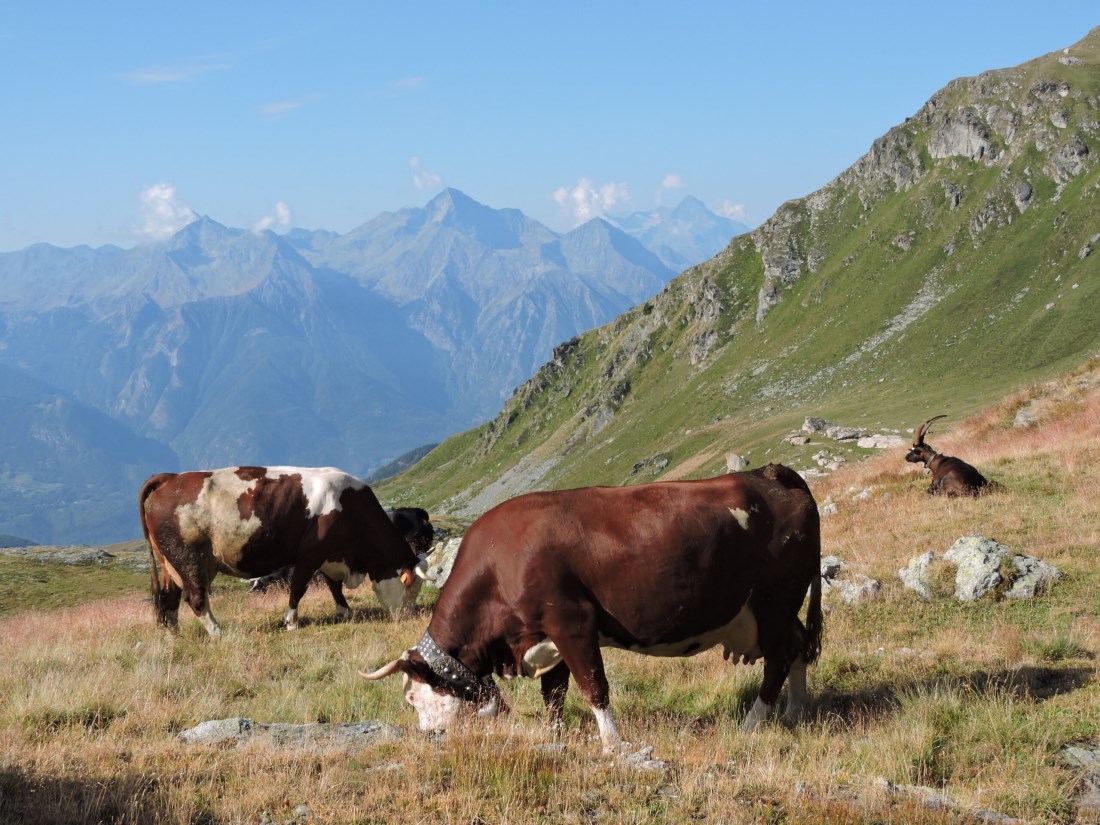 Vallone di Saint Barthélemy pascoli agosto 2022