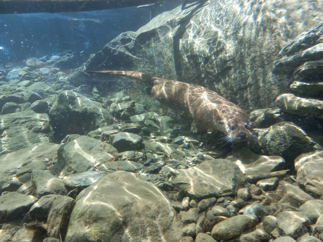 Centro Acqua e Biodiversità lontra sott'acqua
