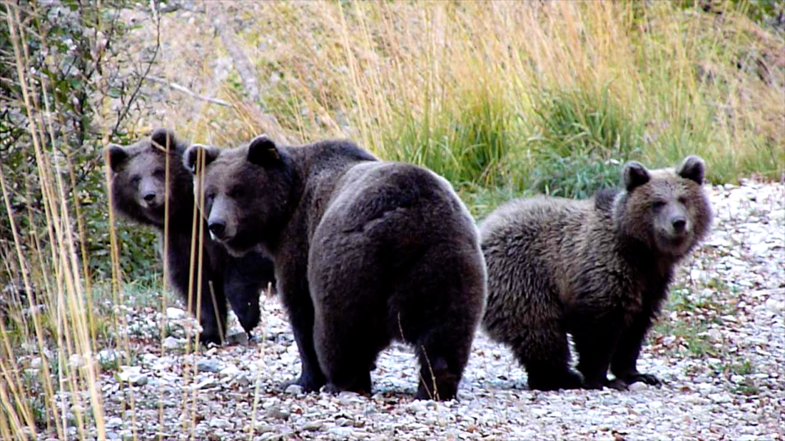 la frequentazione dell'orso 3