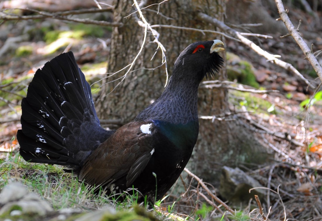 gallo cedrone