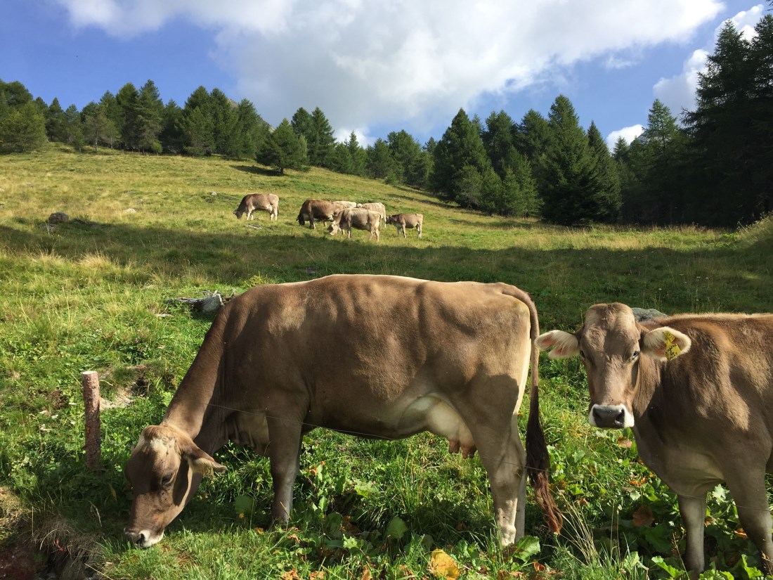 Pascolo-bruna-alpina-Consorzio-Silter-Dop